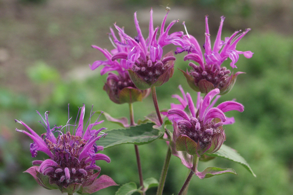 10 aromatische Kräuter und Duftpflanzen zum Wohlfühlen Garten