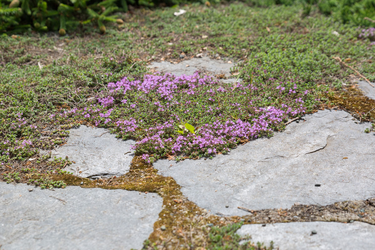 Es geht auch schöner: Fugenbepflanzung alter Trittsteine - Garten