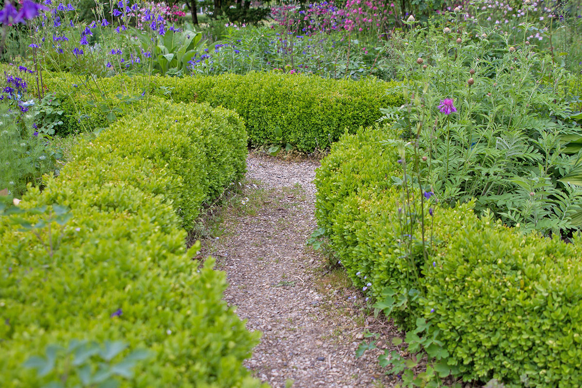 10 optimale Heckenpflanzen für den Garten Garten diybook.de