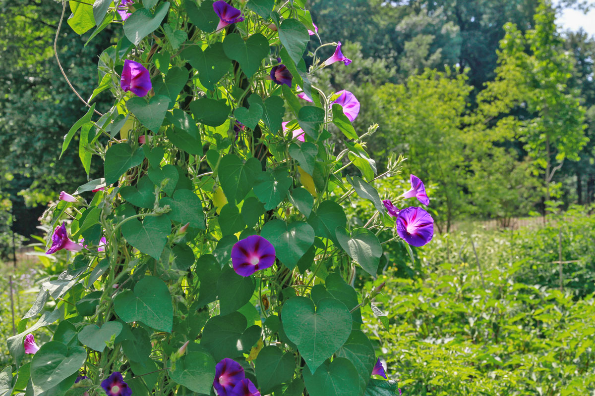 Die 10 eifrigsten Kletterpflanzen für den Garten Garten