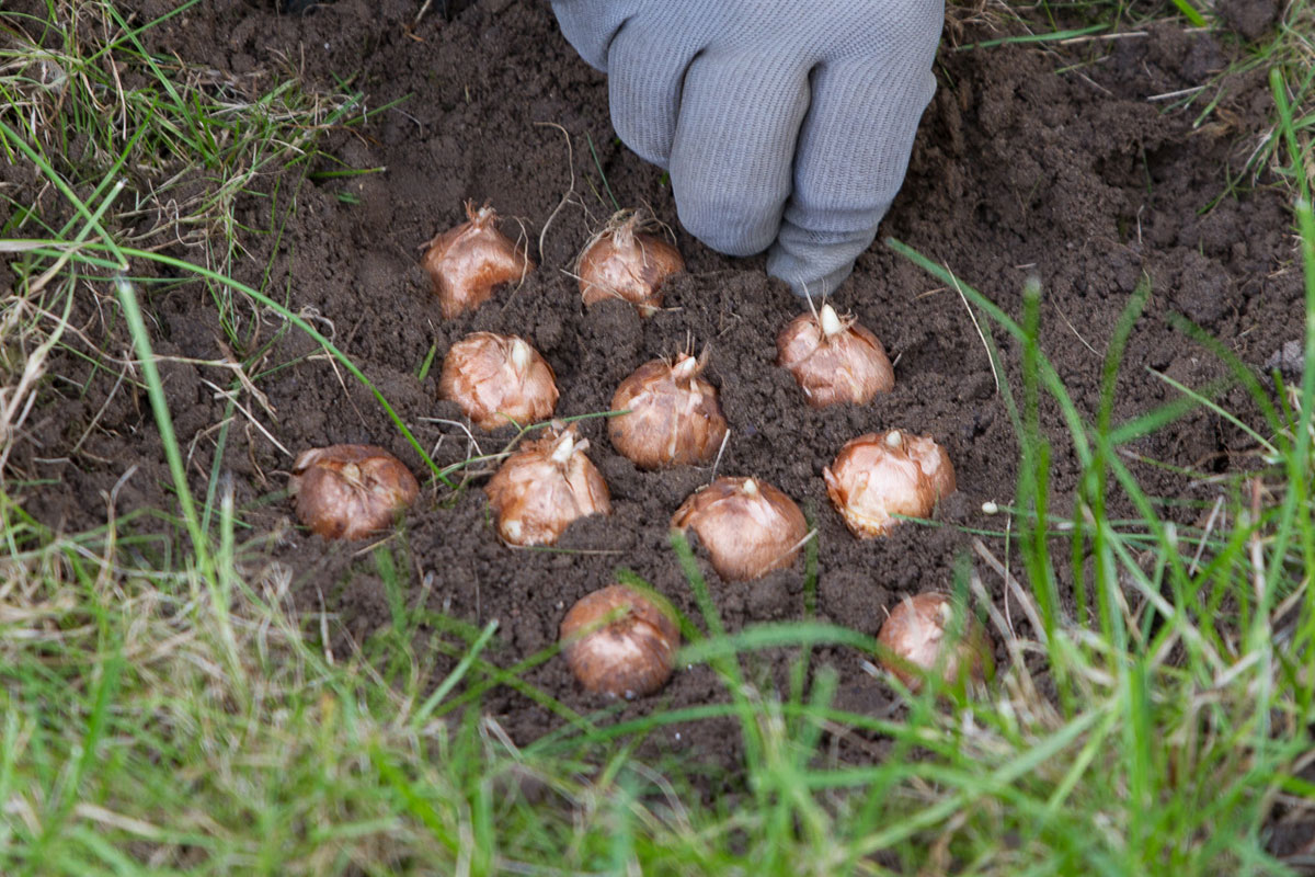 Krokusse pflanzen Anleitung diybook.de