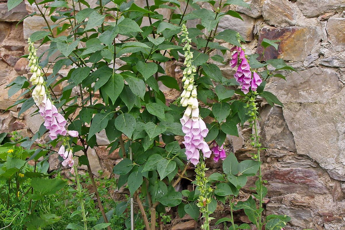Die 10 schönsten Wildpflanzen für den Naturgarten Garten diybook.de