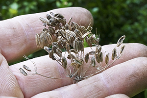 Saatgut selber machen Im Garten Samen ernten Tipps & Tricks