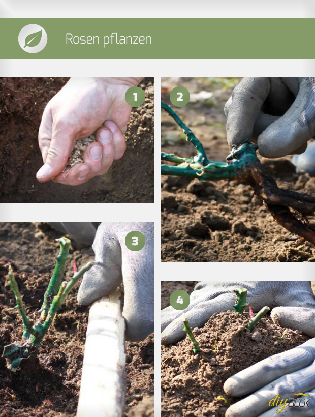 Rosen pflanzen so wird es richtig gemacht Anleitung diybook.de