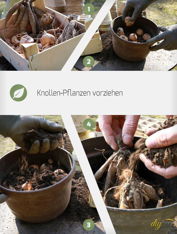 Knollenpflanzen wie Gladiolen und Dahlien vorziehen Anleitung