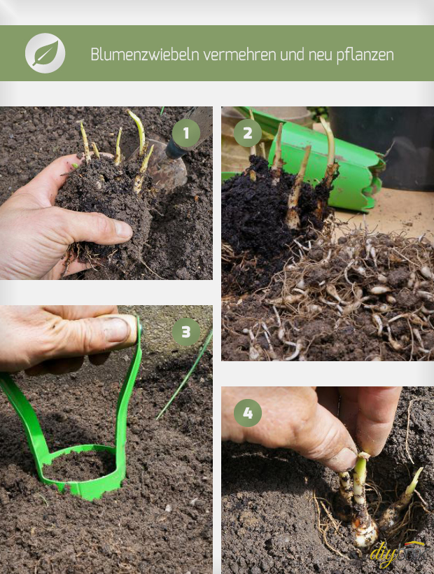 Blumenzwiebeln pflanzen Ausgraben, vermehren und umpflanzen
