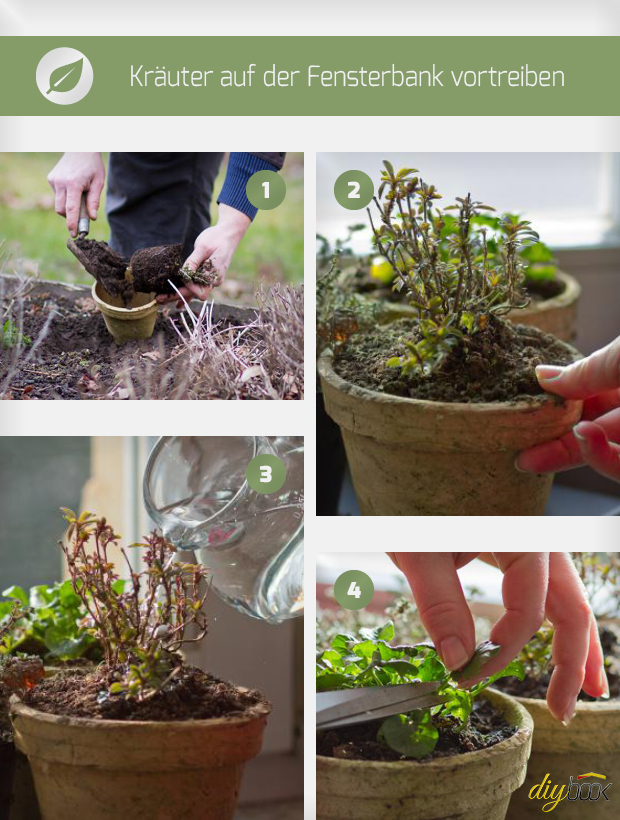 Kräuter auf der Fensterbank vortreiben - Garten @ diybook.de