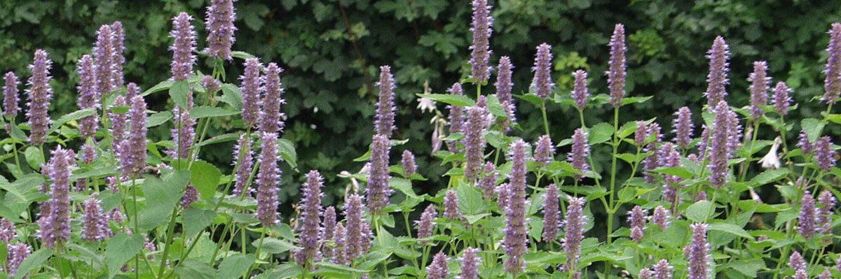 10 aromatische Kräuter und Duftpflanzen zum Wohlfühlen Garten