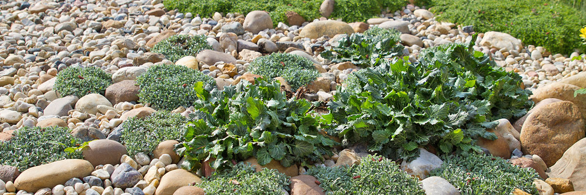 Kiesbeet anlegen Garten diybook.de
