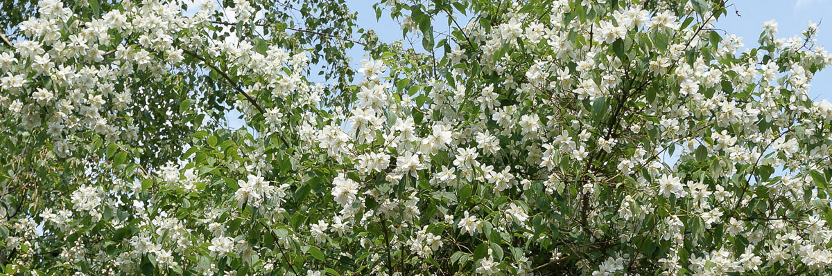10 wunderbare Laubgehölze für den Garten Garten diybook.de
