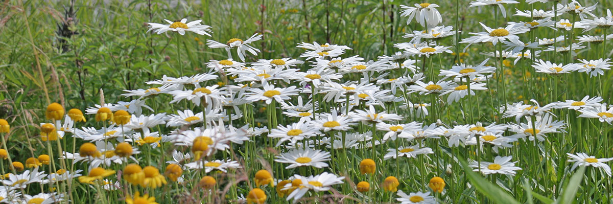 Die 10 schönsten Wildpflanzen für den Naturgarten Garten diybook.de