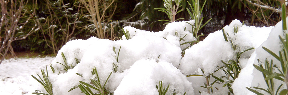 Der Garten im Januar Garten diybook.de