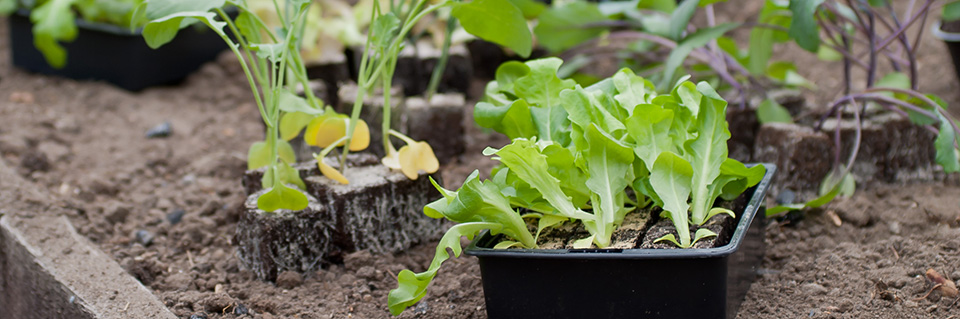 Der Nutzgarten im April Tipps und Tricks vom Gärtner diybook.de