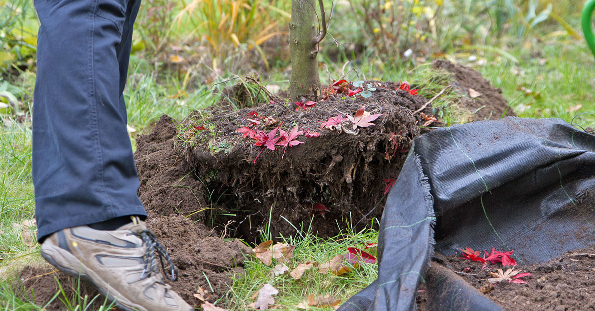 Baum umpflanzen im Herbst Garten diybook.de