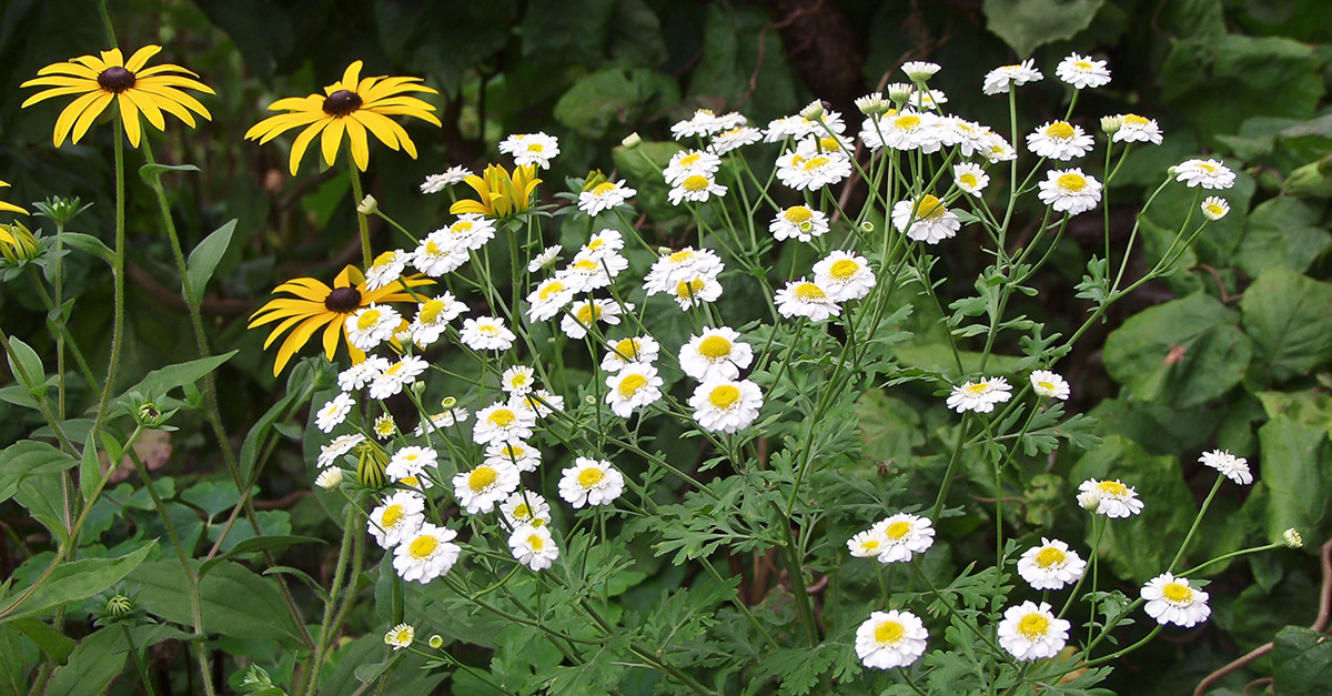 Die 10 Wichtigsten Heilpflanzen Aus Dem Garten - Garten @ Diybook.de