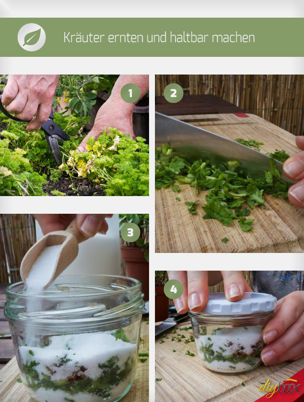 Kräuter ernten und haltbar machen Tipps & Tricks vom Gärtner diybook.de