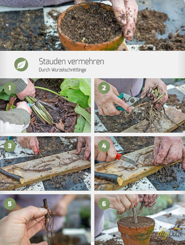 Stauden Vermehren Durch Wurzelschnittlinge - Garten @ Diybook.de