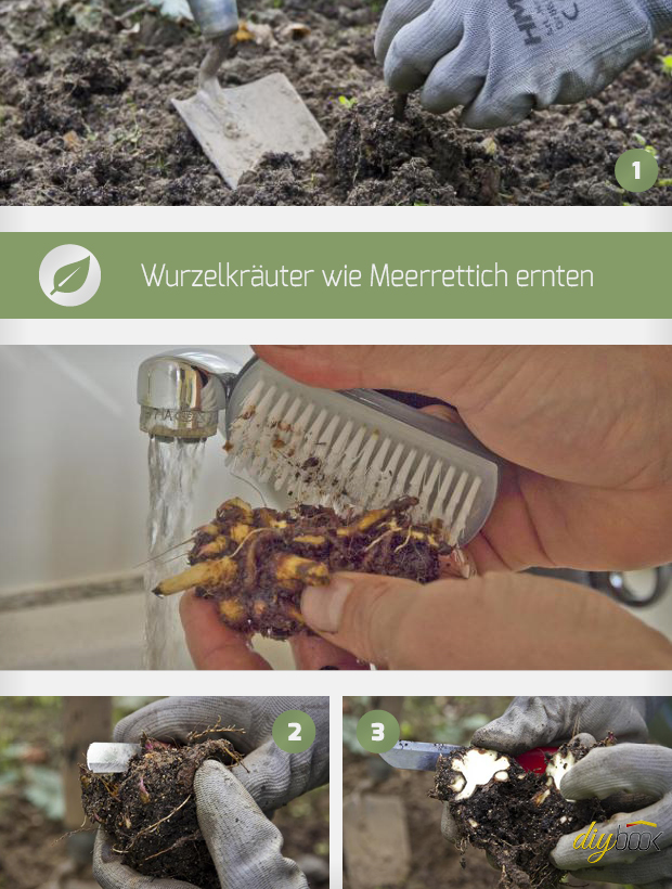 Wurzelkräuter wie Meerrettich ernten Tipps & Tricks vom Gärtner