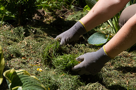 Der Garten im Juni Tipps & Tricks vom Gärtner diybook.de