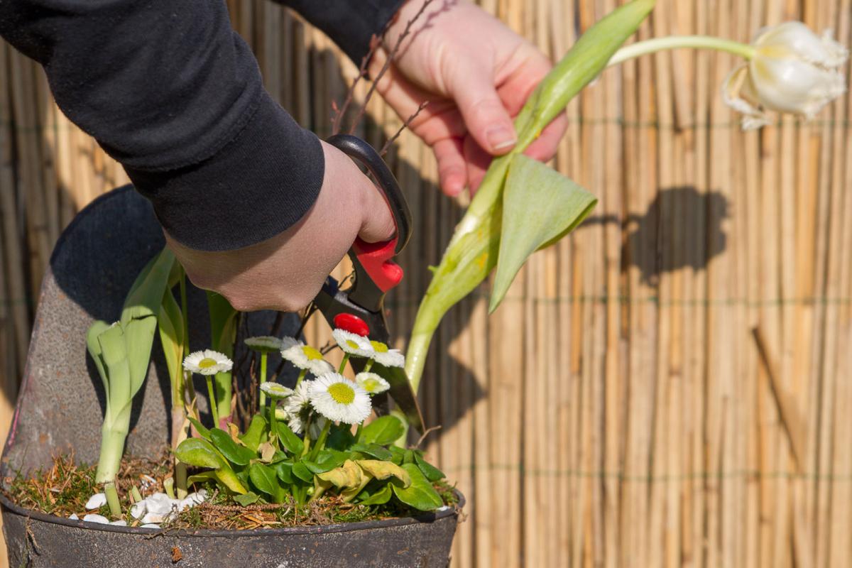 Fruhlingsblumen Recyceln Tulpen Nach Der Blute Auspflanzen