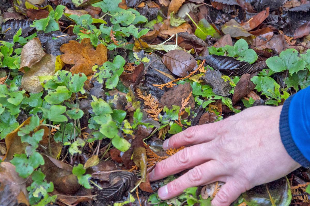 Garten Im November / Der Garten Im November Garten Traume