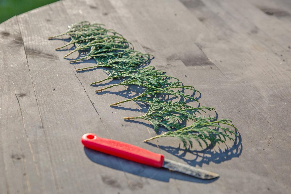 Koniferen vermehren - Garten @ diybook.de
