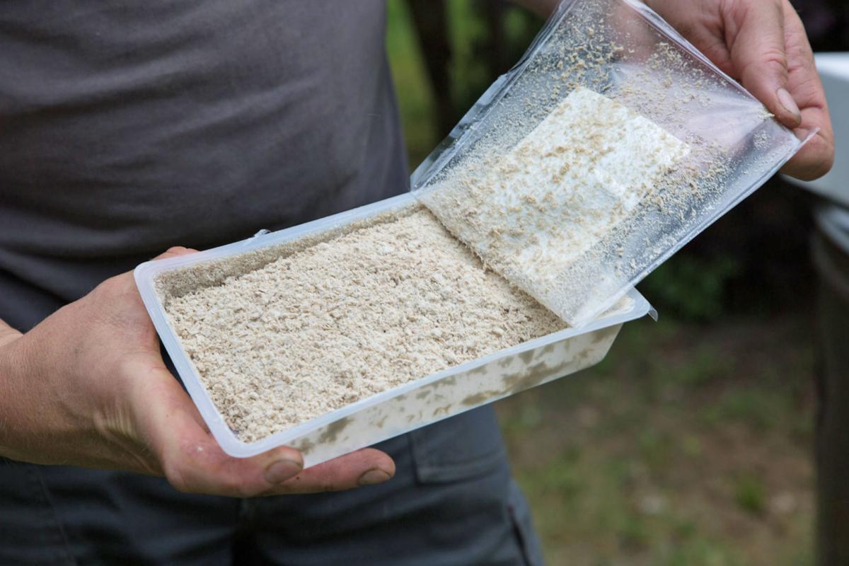 Nematoden Schnecken Bekampfen Mit Hilfe Der Natur Garten