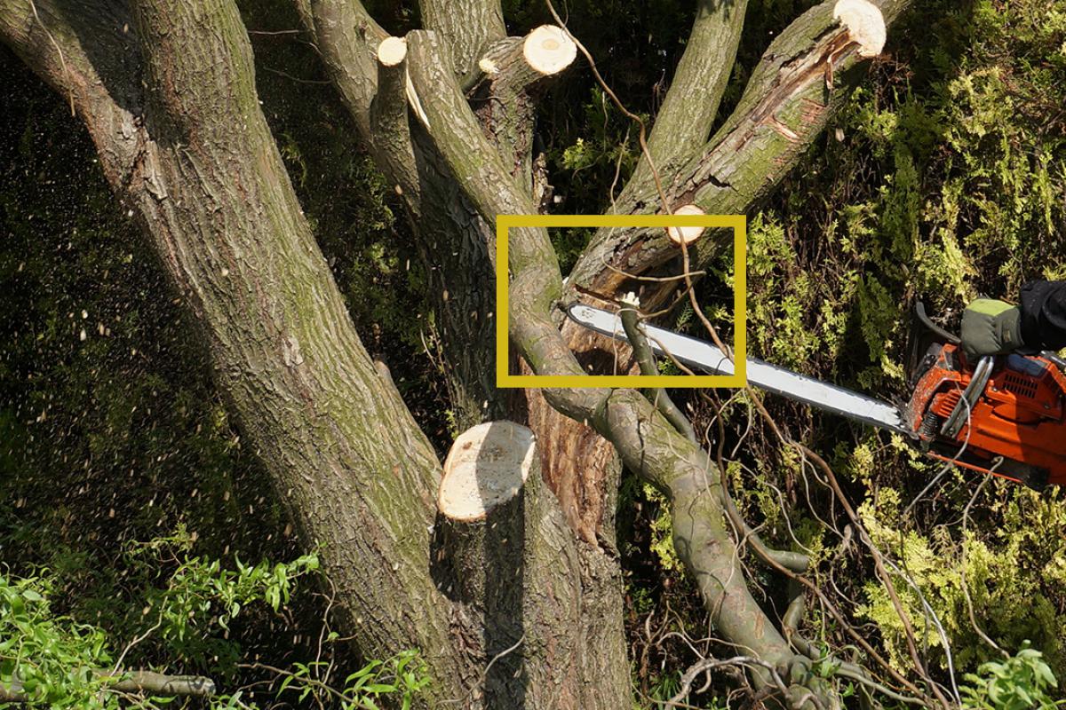 Baum Fällen Genehmigung Österreich : Baumfallgenehmigung ...