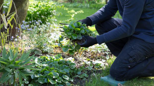 Haselwurz im eigenen Garten finden Haselwurz im eigenen Garten finden