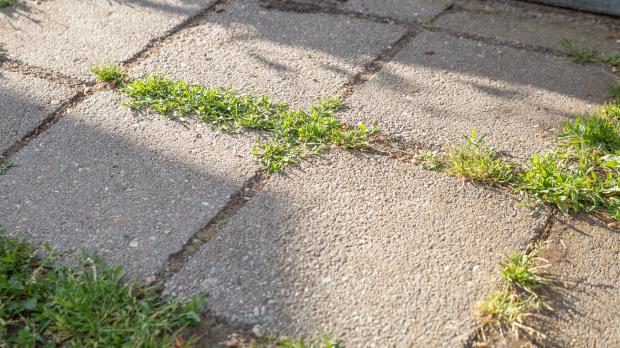 Alte Wegplatten mit Unkraut zwischen den Fugen