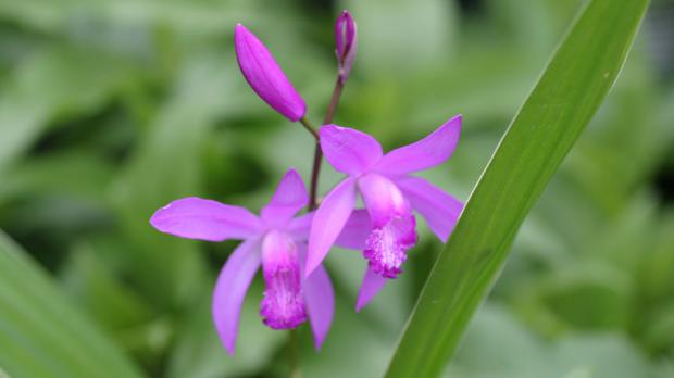 Blüte der Japan-Orchidee