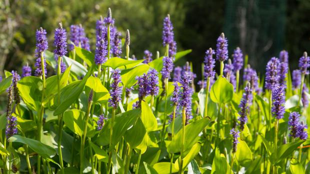 Blüten des Hechtkrauts