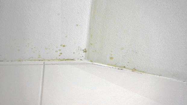 Schimmel an der decke beseitigen anleitung & tipps vom maler ...