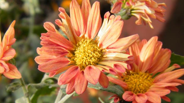 Garten-Chrysantheme oder Winteraster Garten-Chrysantheme oder Winteraster