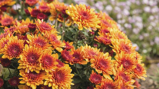 Garten-Chrysantheme oder Winteraster Garten-Chrysantheme oder Winteraster