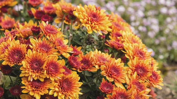 Garten-Chrysantheme oder Winteraster