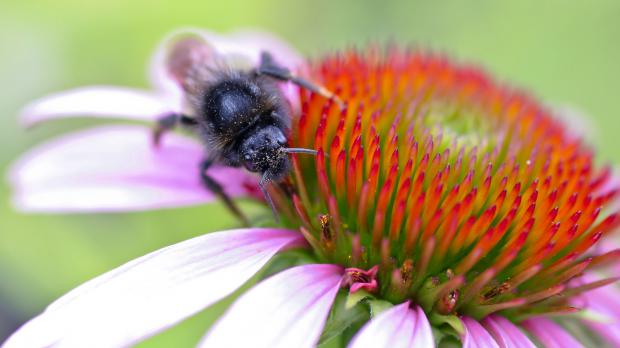 Biene bestäubt eine Blüte des purpurnen Sonnenhuts