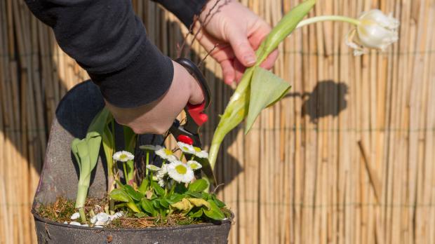 Frühlingsblumen recyceln u2013 Tulpen nach der Blüte auspflanzen Garten @ diybook de ~ Sukkulenten Nach Der Blüte Abschneiden Frühlingsblumen recyceln u2013 Tulpen nach der Blüte auspflanzen Garten @ diybook de ~ 13213225_Sukkulenten Nach Der Blüte Abschneiden