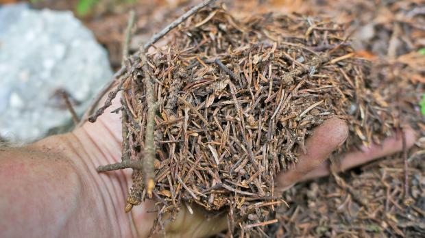Mulch aus Baumnadeln für kalkfreie Böden