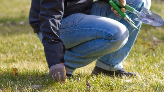 Richtige Rasenpflege: So behält der Rasen seine Pracht - Ratgeber