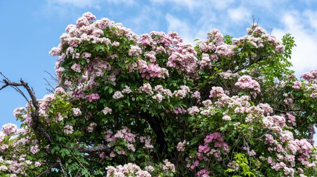 Ramblerrose in Blüte