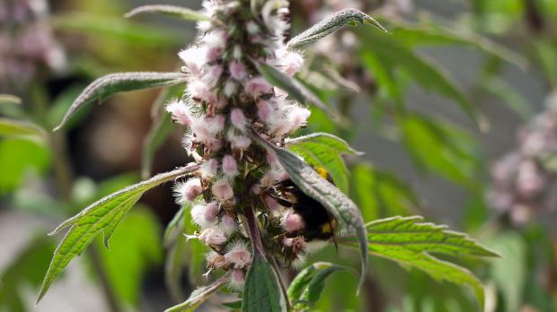 Beliebte Bienenpflanze: das Herzgespann