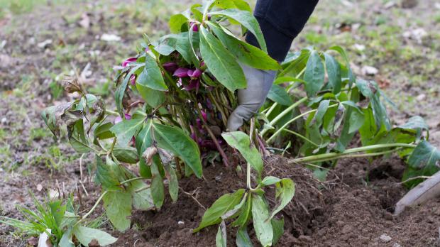 Lenzrosen teilen und verjüngen Garten diybook.de