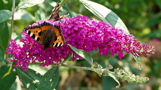 Schmetterlinge am blühenden Sommerflieder