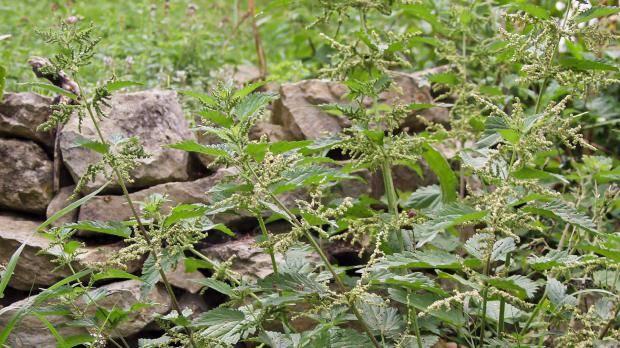 Große Brennnessel als Mulchmaterial