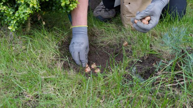 Krokusse pflanzen Anleitung diybook.de
