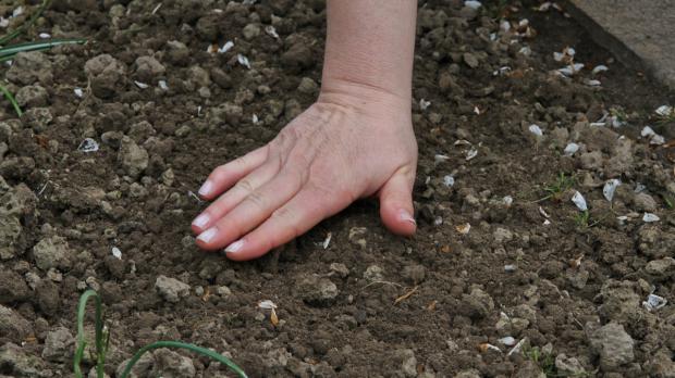 Aussaat von Sommerblumen Tipps & Tricks beim Samen pflanzen diybook.de