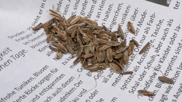 eukalyptus zweige künstlich Eukalyptus Willow künstlich - 1 Zweig