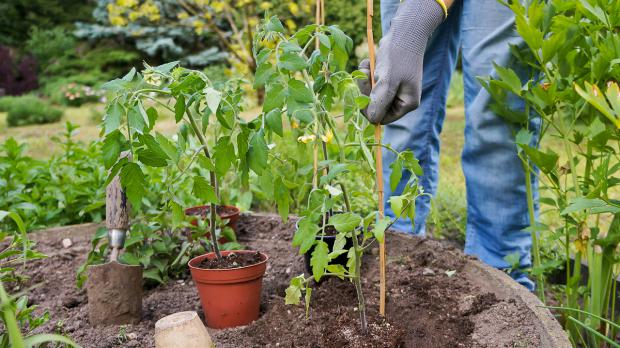 Tomaten anpflanzen und Holzstäbe setzen