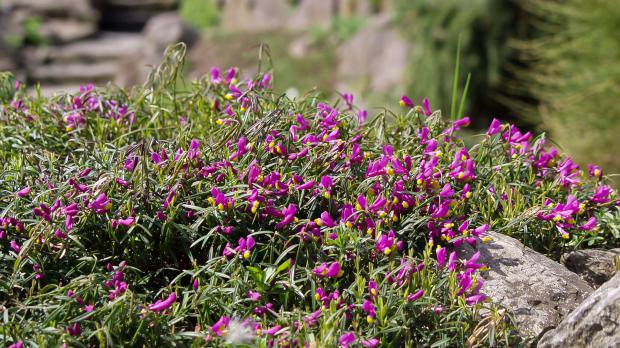 Alpine Pflanzen für Steingarten und Alpinenhaus - Garten @ diybook.de Alpine Pflanzen für Steingarten und Alpinenhaus - Garten @ diybook.de